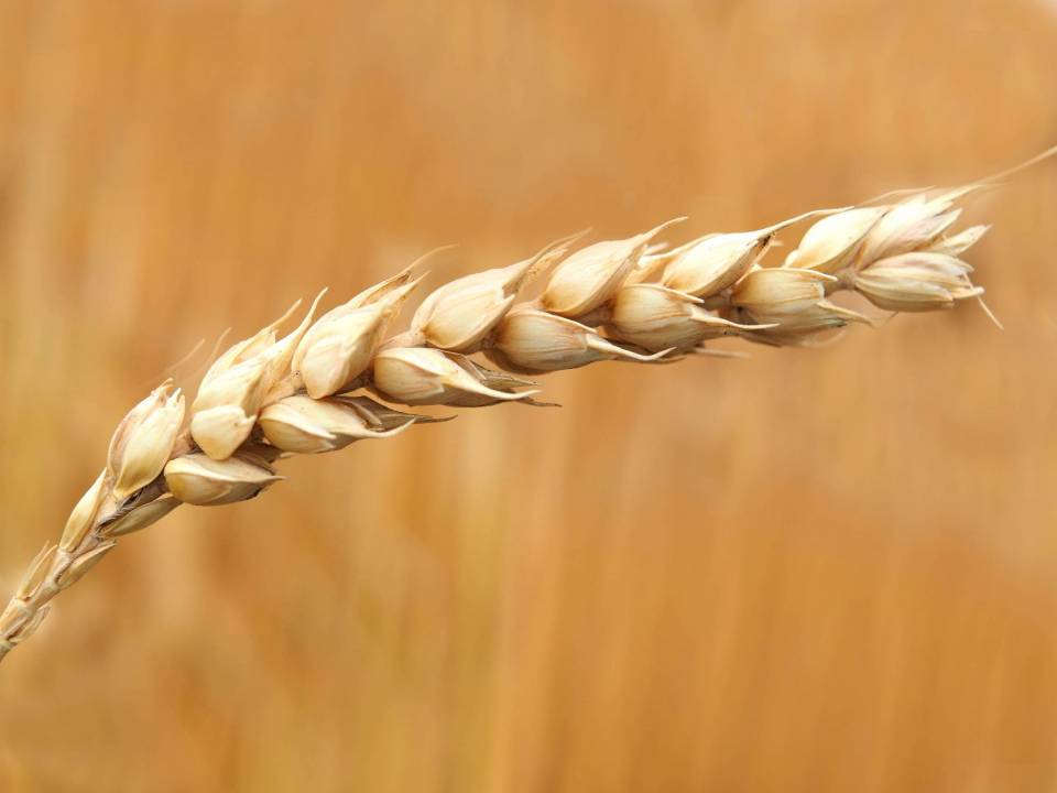 wheat-wheat-field-cereals-field-158603