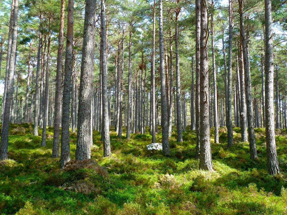 Nadleśnictwo Poddębice zainteresowane zakupem lasów u gruntów do zalesienia