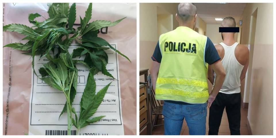 Pijany mężczyzna przyszedł do Komendy Policji, chciał przeprosić funkcjonariuszy. Wręczył im... roślinę konopi