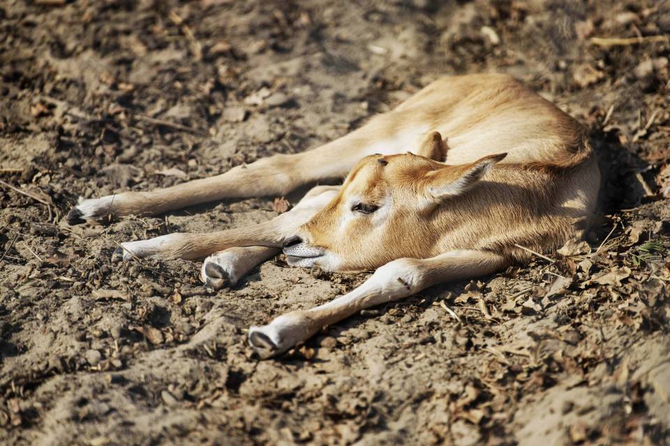 Nowa mieszkanka ZOO Borysew! W Łódzkiem narodził się dromader!